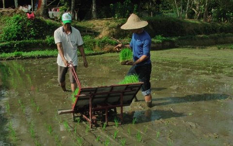 Trạm Khuyến huyện Triển khai cho Nông dân thử nghiệm máy cấy lúa không động cơ